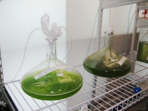 Bubbling algae